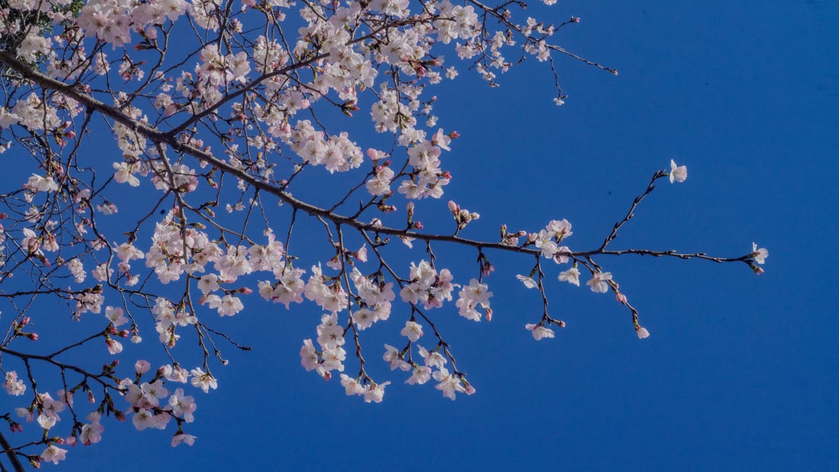 Branches of partially bloomed cherry blossoms set against a blue sky.